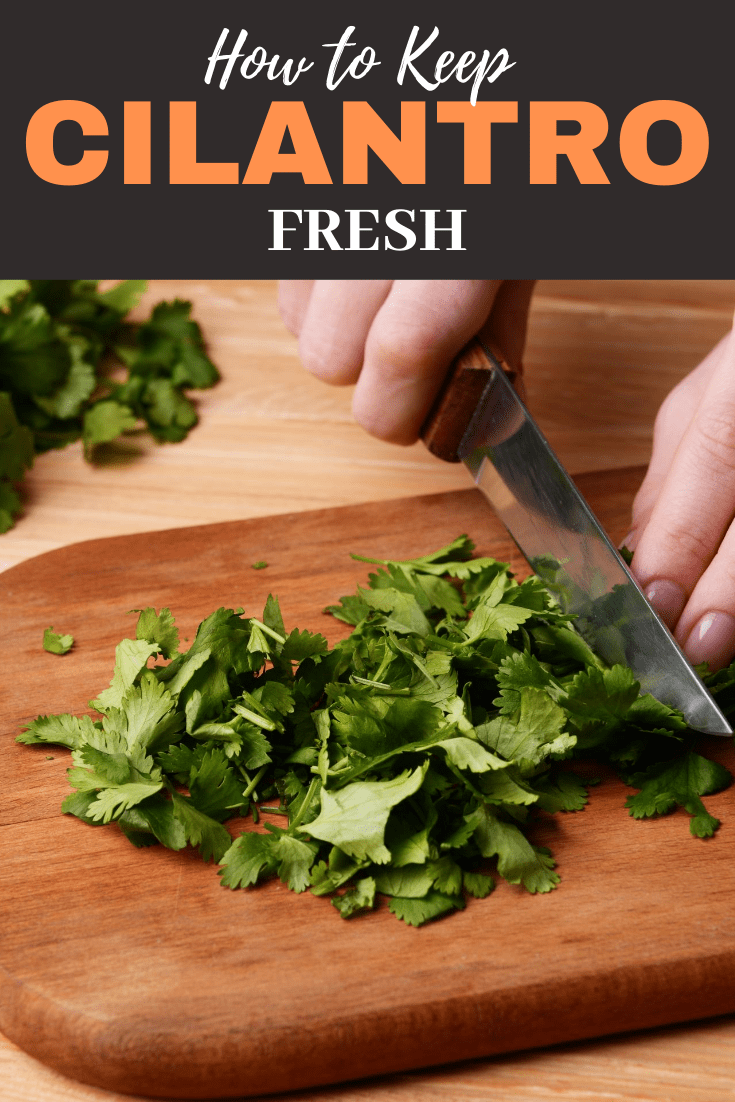 How to Keep Cilantro Fresh Insanely Good