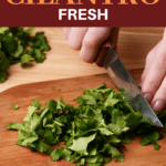 How To Keep Cilantro Fresh