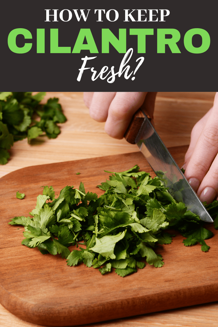 How to Keep Cilantro Fresh Insanely Good