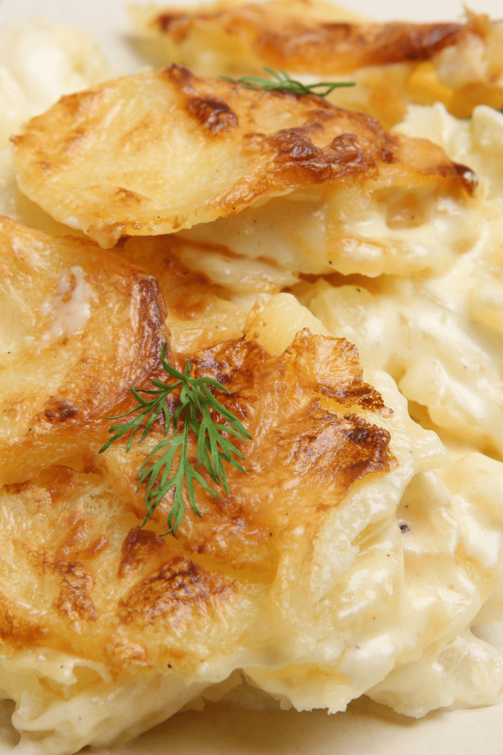 Cheesy and creamy scalloped potatoes.