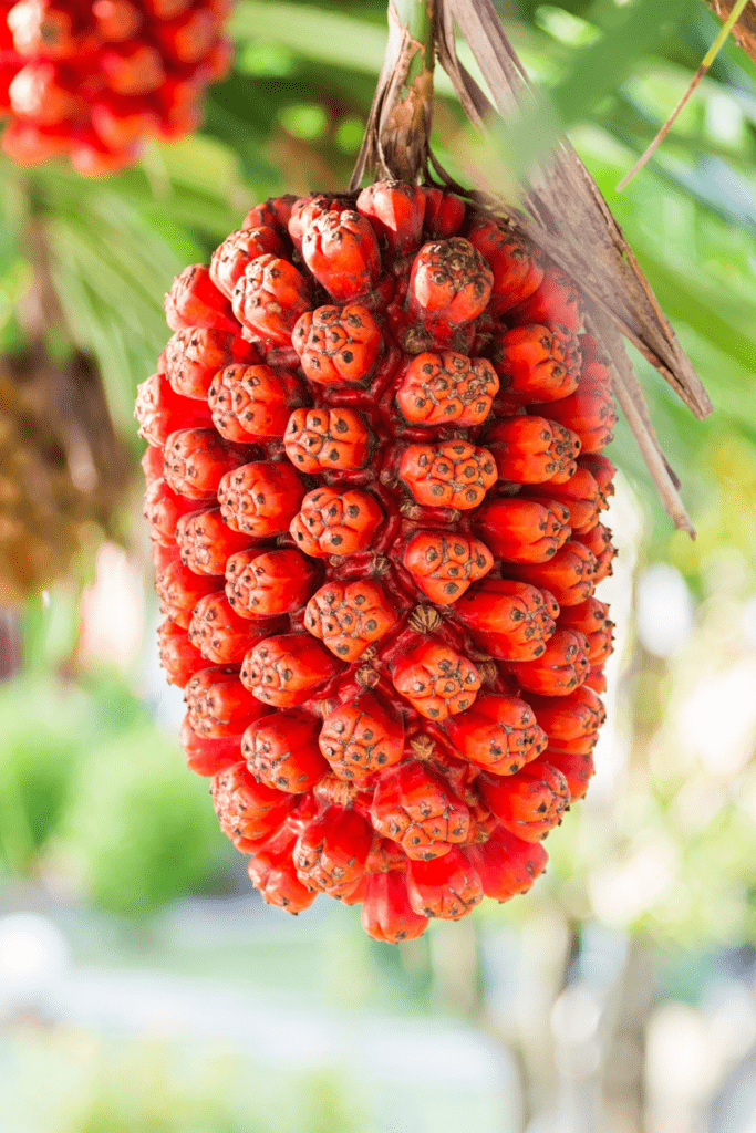 Hala Fruit