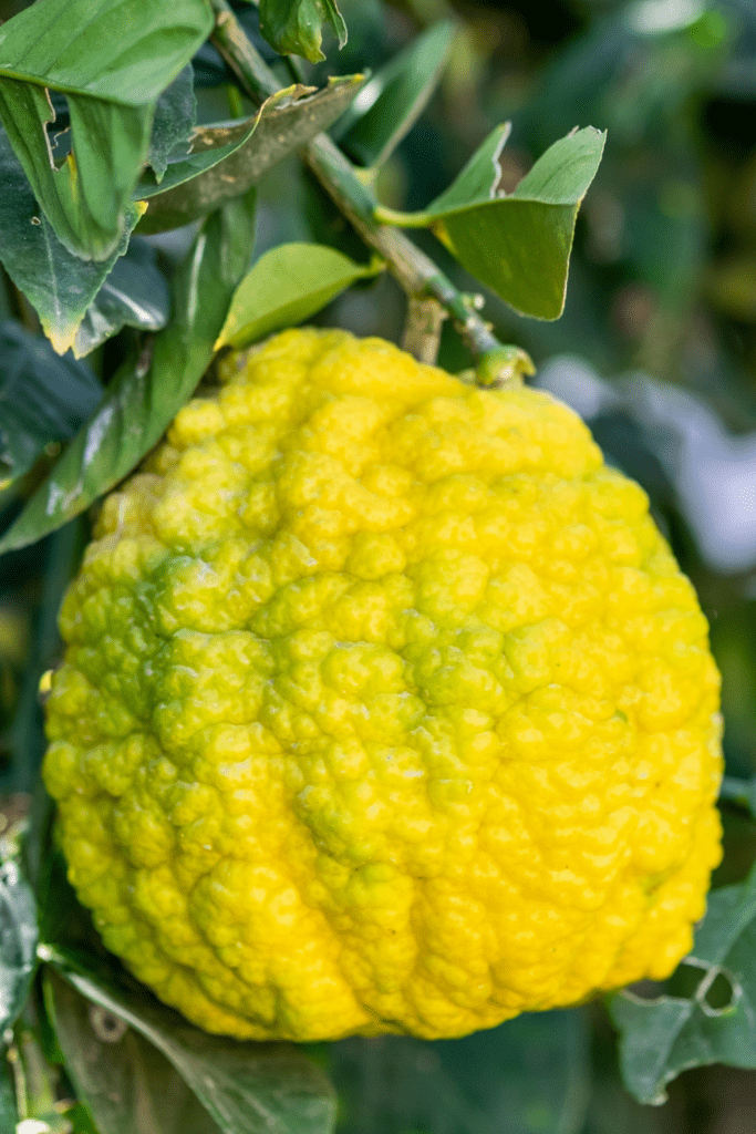 Yemenite Citron