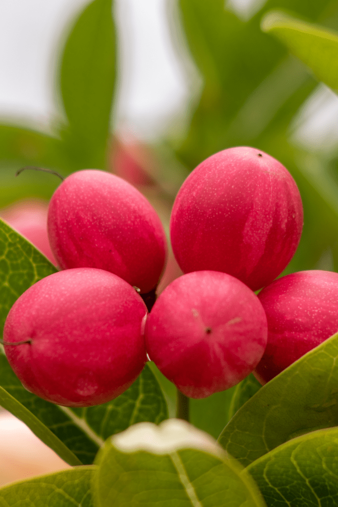 Karonda Berries