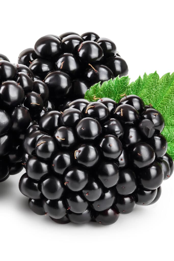 Zarzamora or Blackberries
