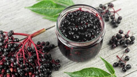 Elderberry Syrup with Fresh Elderberries