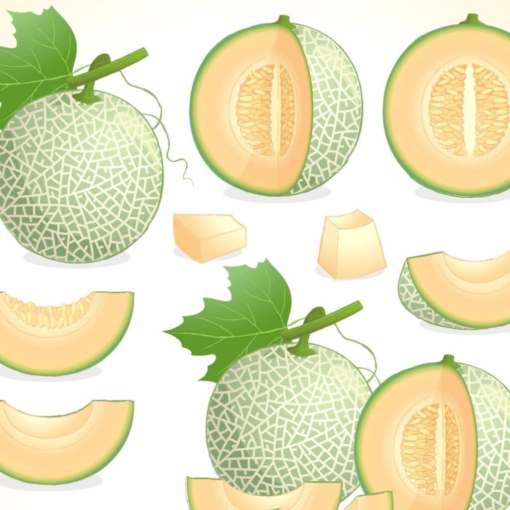 Cantaloupe Illustration