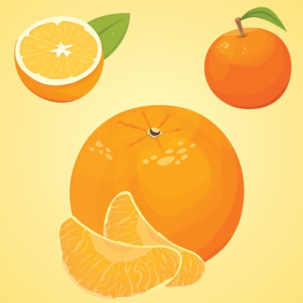 Orange Tangerine Illustration