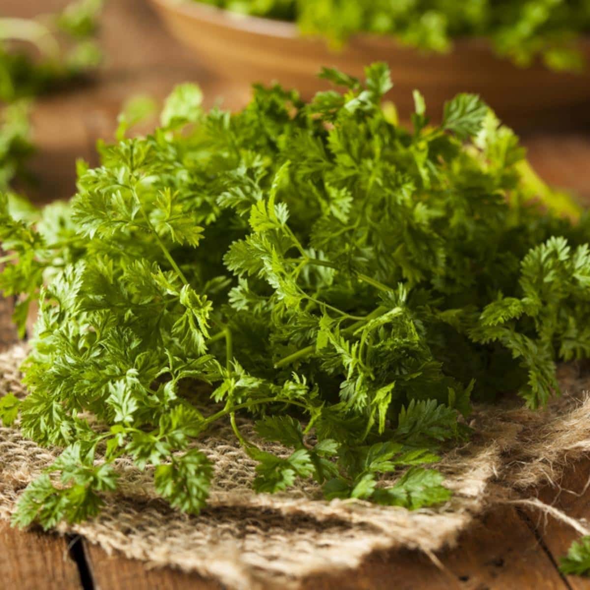 10 Substitutes for Tarragon (+ Best Alternatives) Insanely Good