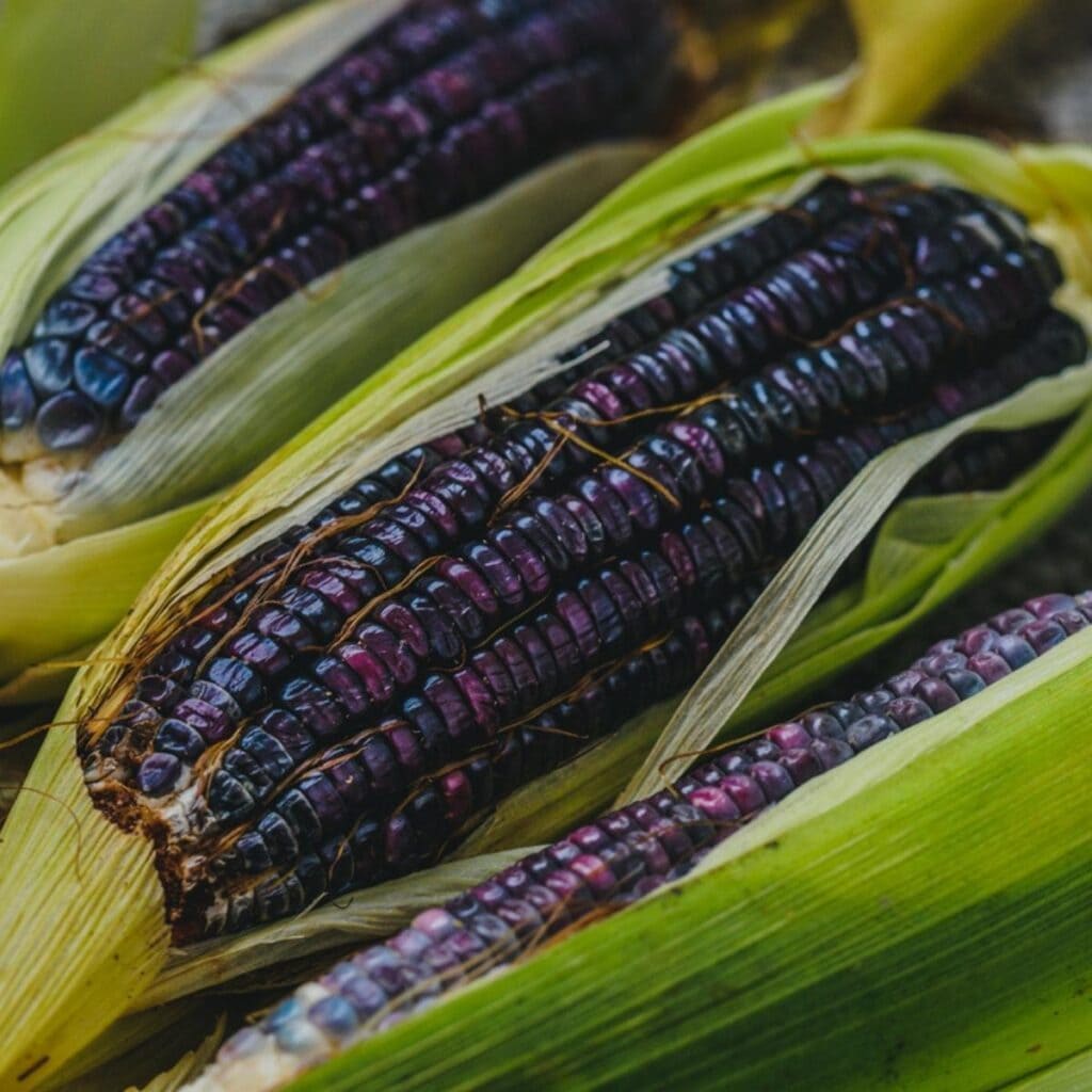 Black Corn
