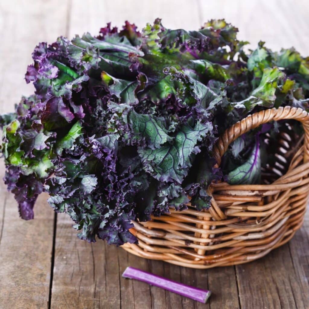 Bunch of purple kale in a basket