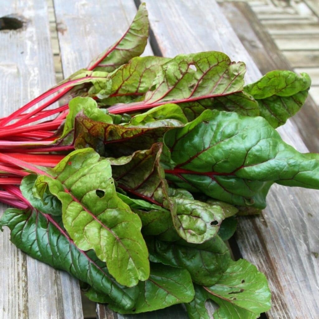 Bunch of Swiss Chard Leaves
