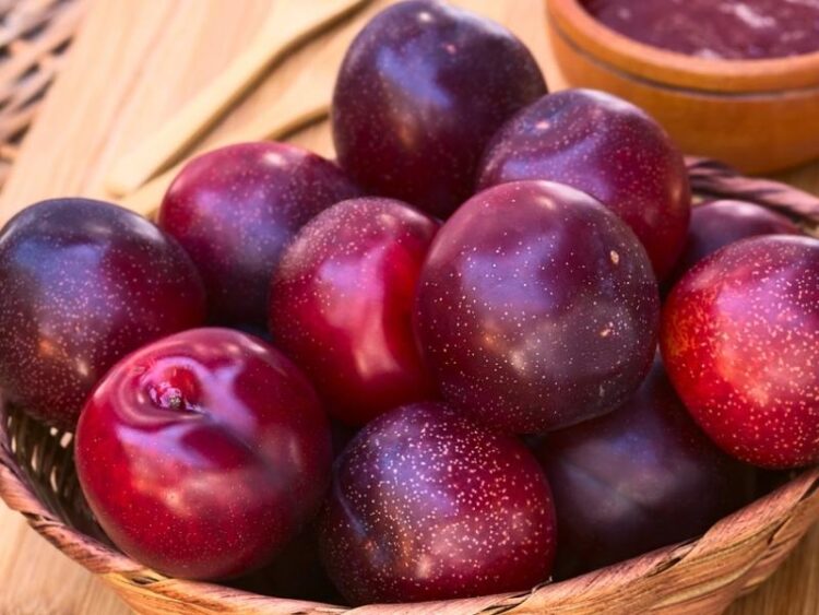 22 Types of Plums (Different Varieties) Insanely Good