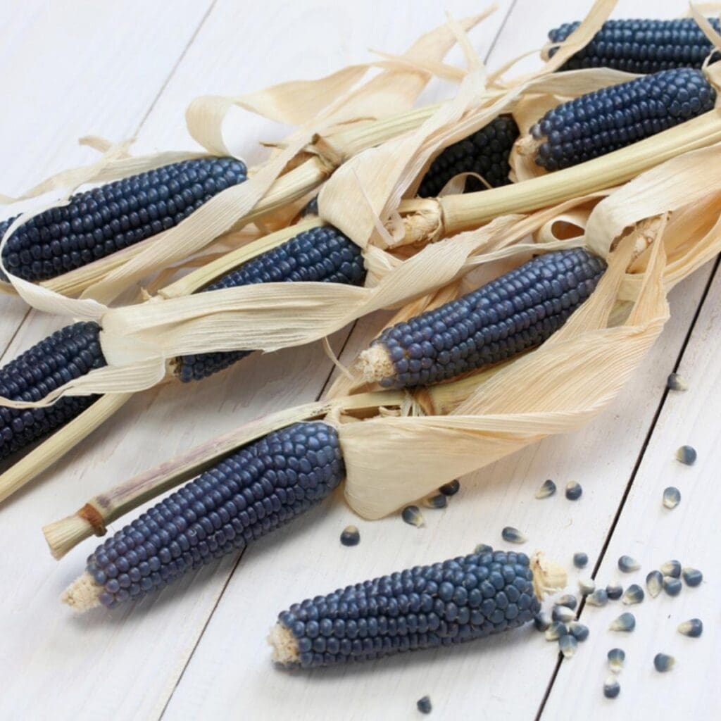 Blue Corns With Husk on a Wooden Table