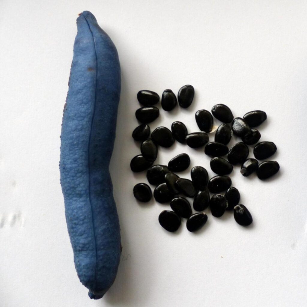 Blue Sausage Fruit and Seeds