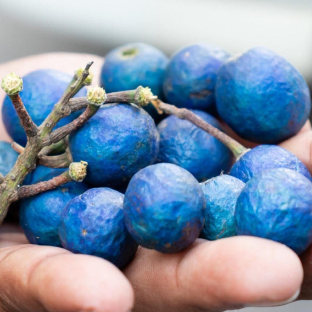 Freshly Picked Ceylon Blue Olives