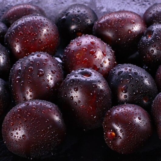 22 Types of Plums (Different Varieties) - Insanely Good