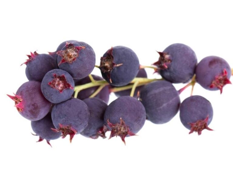 25 Different Types of Berries to Benefit Your Health Insanely Good