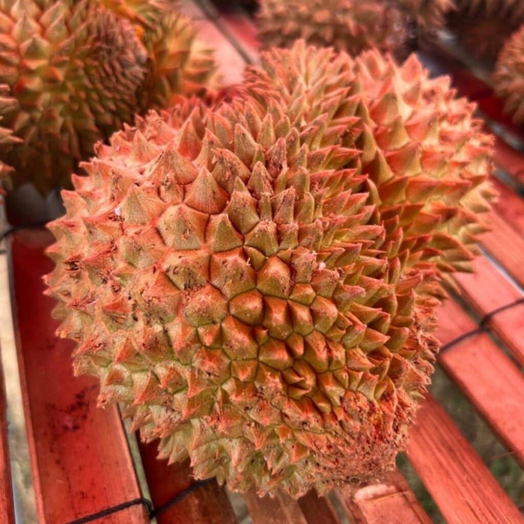 Red Durian Fruits on a Bamboo Table 
