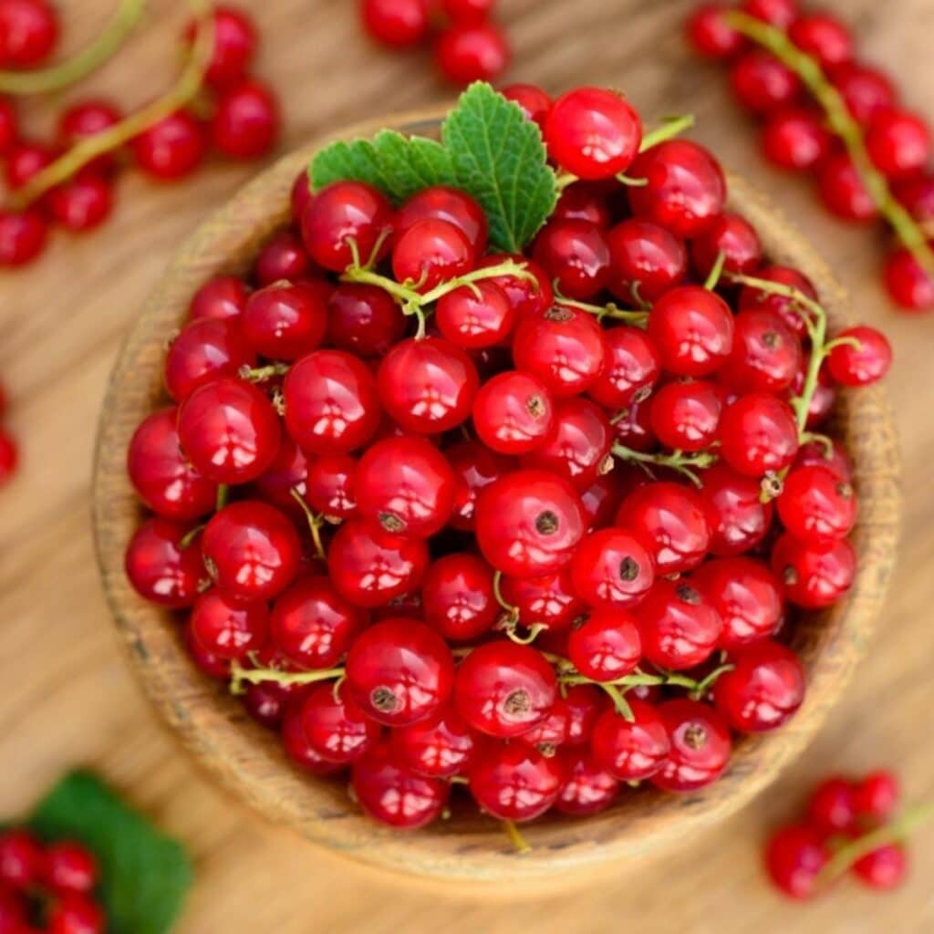 Bowl of Fresh Red Currant