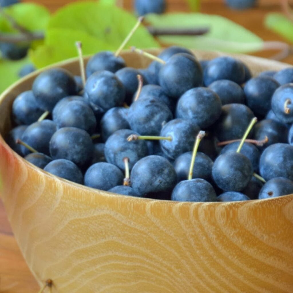 Wooden Bowl Filled With Sloe Plums