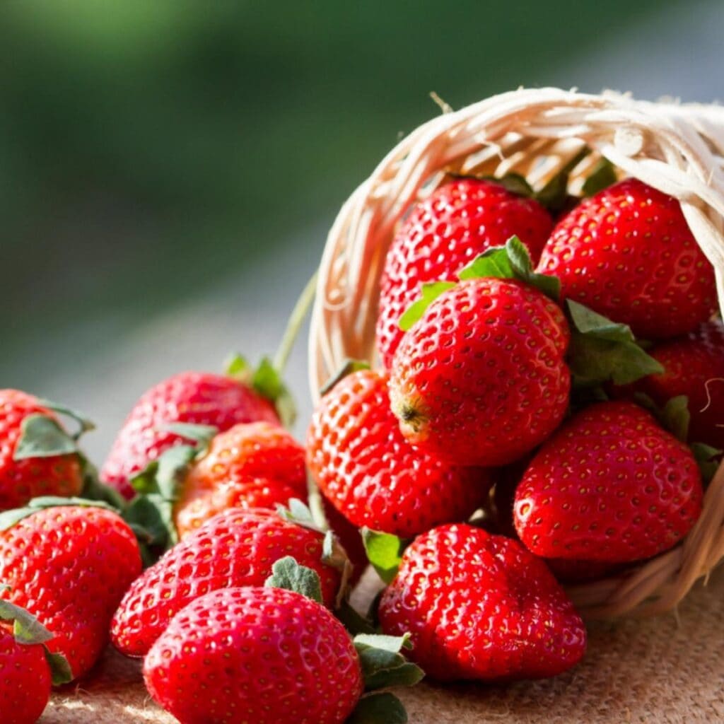 Basket of Fresh Strawberries