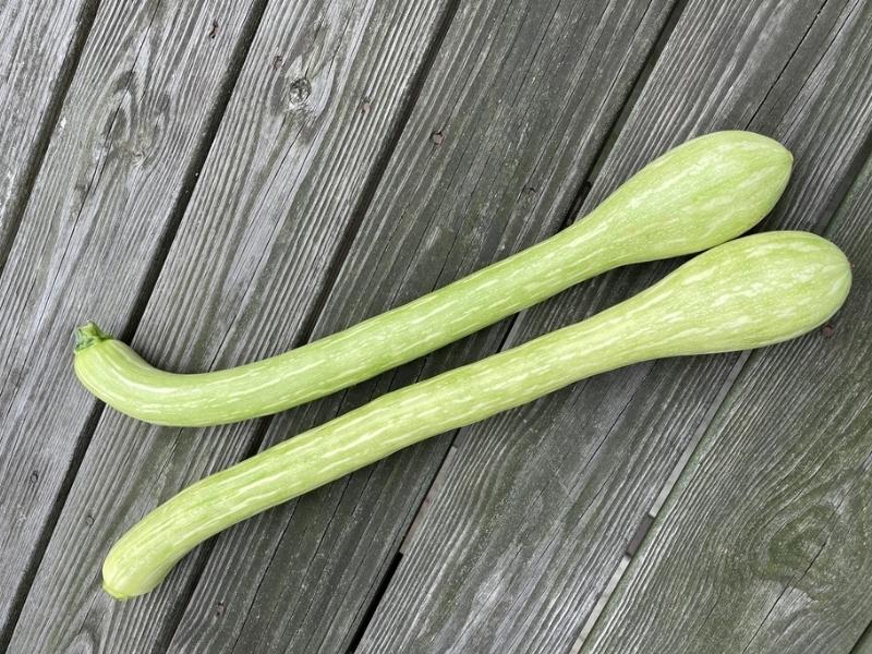 Tromboncino Zucchini