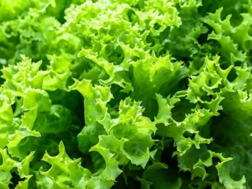 20 Different Types of Lettuce Varieties - Insanely Good