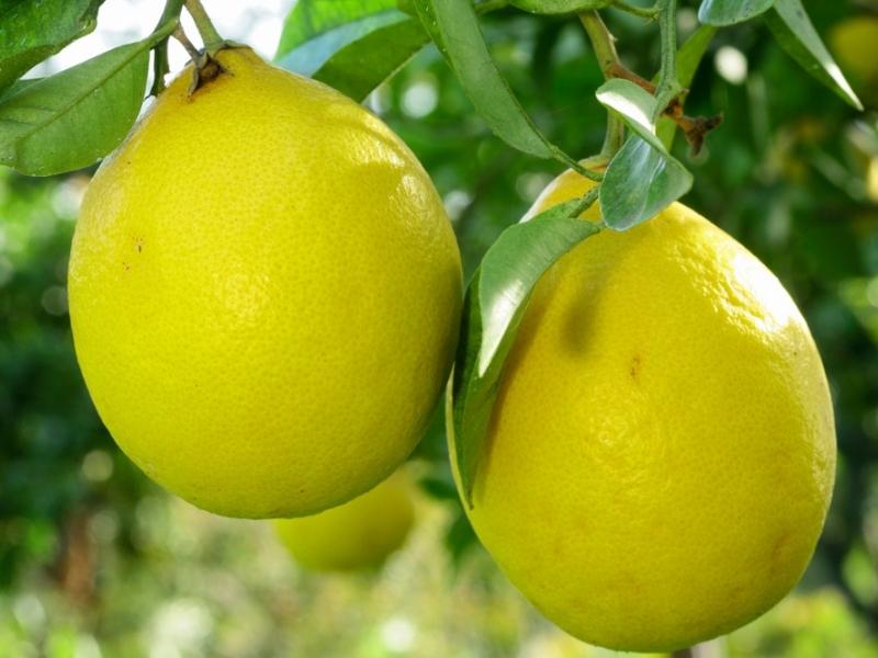 Fresh Lumia Lemons on Branches  