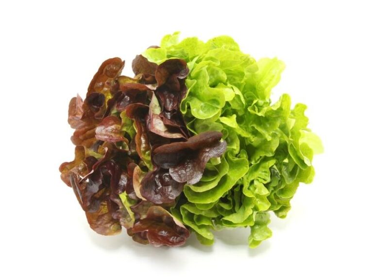 20 Different Types of Lettuce Varieties - Insanely Good