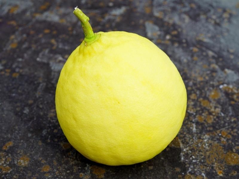 Huge Ponderosa Lemons