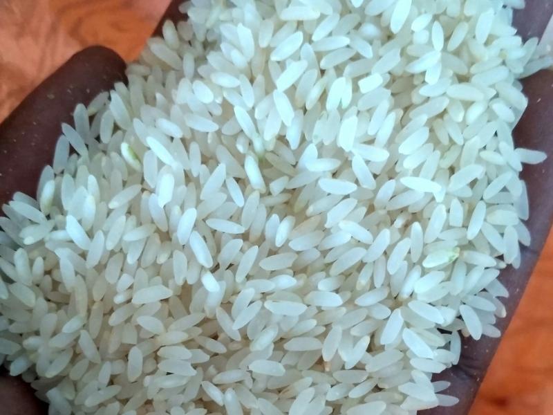 Handful of Sona Masuri Rice