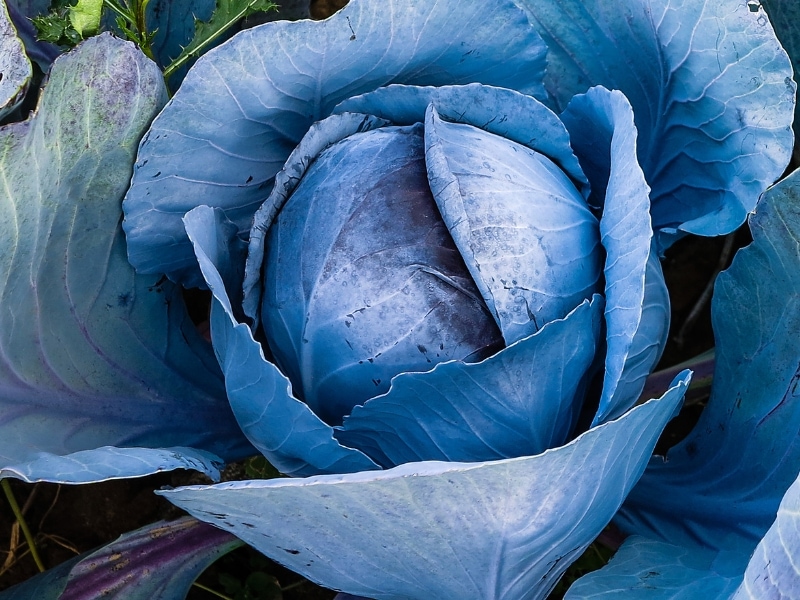 Blue Cabbage 
