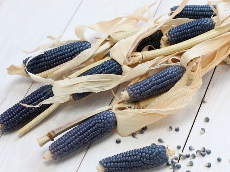 Freshly Harvest Blue Corn