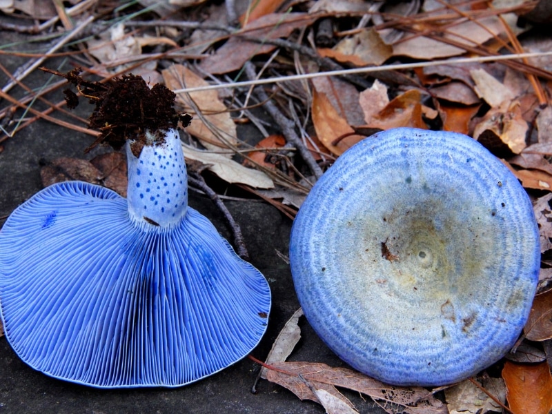 Blue Milk Mushroom 
