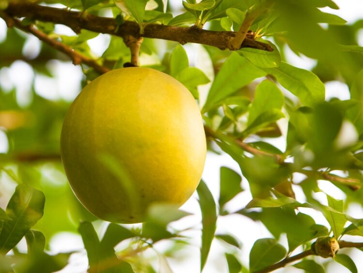 10 Types of Grapefruit You Should Know About Insanely Good