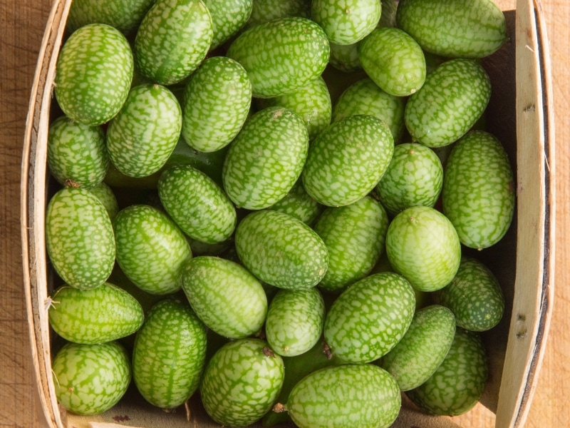 Basket Filled With Mexican Sour Cucumber