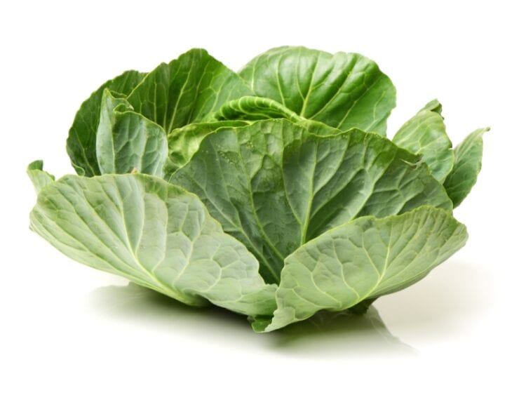 14 Types of Cabbage (Different Varieties) - Insanely Good