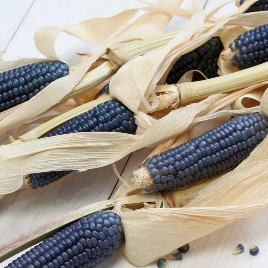 Raw and Organic Mexican Blue Corn