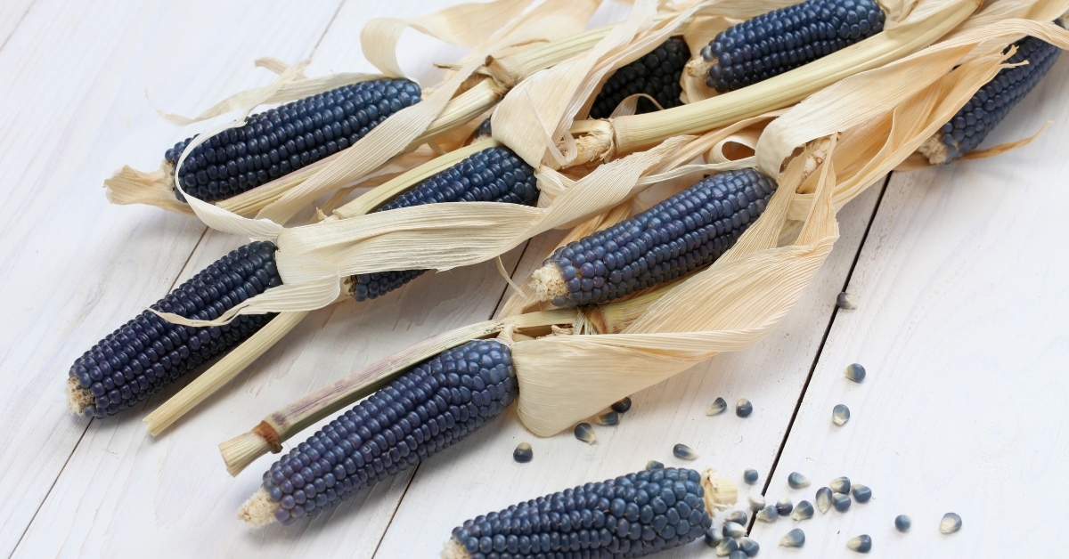 Raw Organic Blue Corn