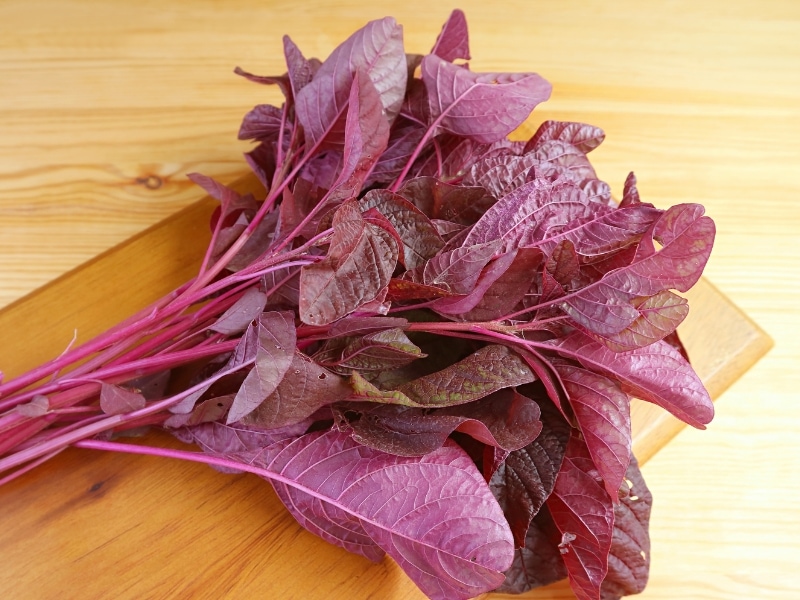 Bunch of Red Spinach Leaves