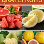 Types of Grapefruit