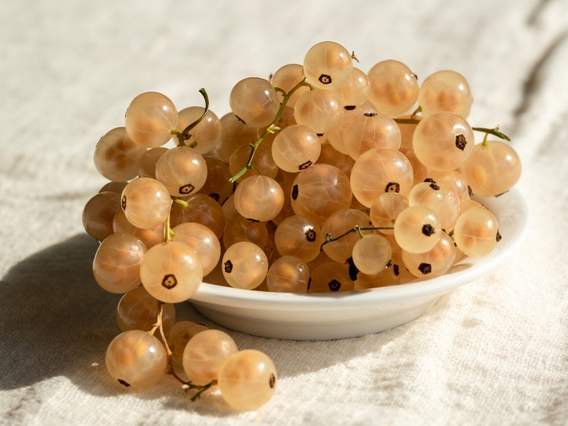 Bunch of White Currants on Ceramic Dish