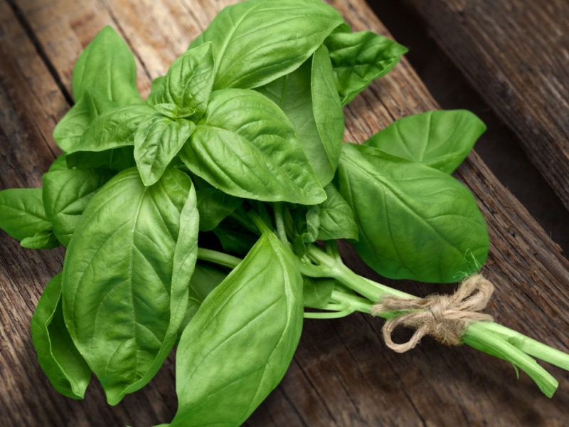 Fresh Basil on a Wooden Table