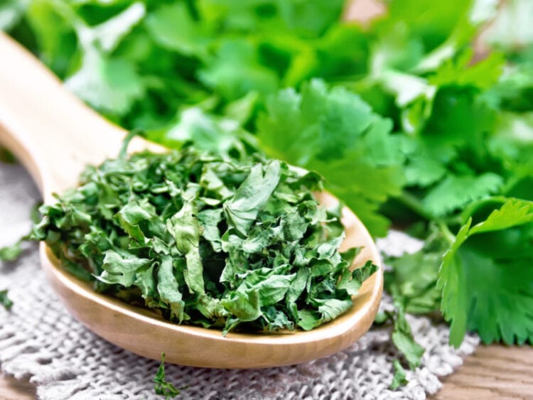 10 Best Substitutes for Coriander Insanely Good