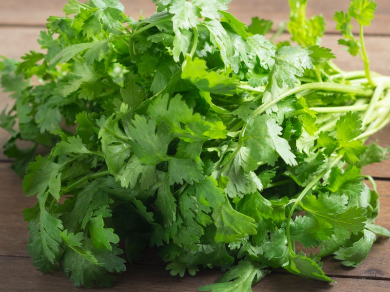 Fresh Coriander on a Wooden Table