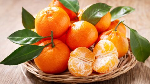 Fresh Organic Tangerine Oranges with Leaves