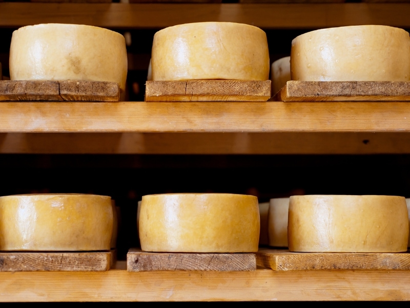 Vacherin Fribourgeois cheese in wheels