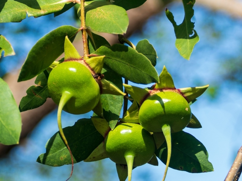 Urava Fruit on a Tree