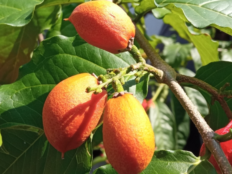 Usuma Fruit on a Tree