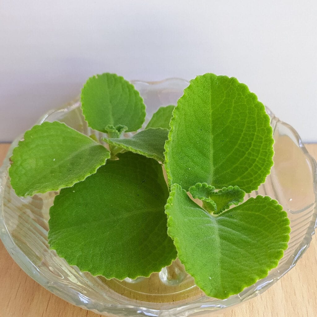Fresh Ajwain Leaves on a Glass Bowl